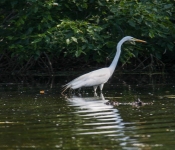 2016 06 11 WildLife MPLS 175